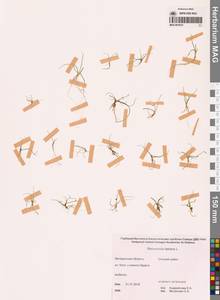 Ranunculus reptans L., Siberia, Chukotka & Kamchatka (S7) (Russia)
