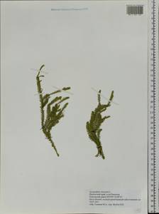 Lycopodium clavatum L., Siberia, Chukotka & Kamchatka (S7) (Russia)