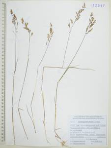 Calamagrostis tenuissima Charit., Siberia, Russian Far East (S6) (Russia)