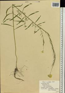 Erysimum quadrangulum Desf., Eastern Europe, Rostov Oblast (E12a) (Russia)