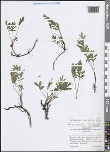 Artemisia latifolia Ledeb., Eastern Europe, Middle Volga region (E8) (Russia)