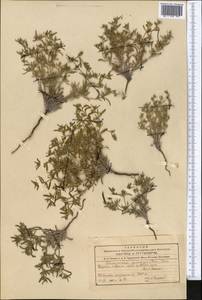 Lappula spinocarpos (Forssk.) Asch., Middle Asia, Northern & Central Tian Shan (M4) (Kyrgyzstan)