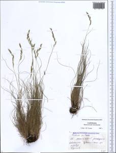Festuca valesiaca Schleich. ex Gaudin, Caucasus, Azerbaijan (K6) (Azerbaijan)