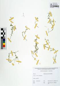 Callitriche palustris L., Siberia, Yakutia (S5) (Russia)