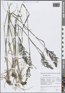 Poa sibirica Roshev., Siberia, Baikal & Transbaikal region (S4) (Russia)