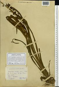 Sparganium stoloniferum (Buch.-Ham. ex Graebn.) Buch.-Ham. ex Juz., Siberia, Western (Kazakhstan) Altai Mountains (S2a) (Kazakhstan)