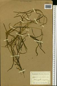 Potamogeton compressus L., Eastern Europe, Central forest-and-steppe region (E6) (Russia)