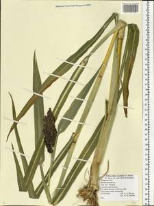Echinochloa crus-galli subsp. utilis (Ohwi & Yabuno) T.Koyama, Eastern Europe, North-Western region (E2) (Russia)