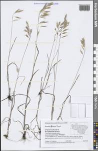 Bromus japonicus Houtt., Eastern Europe, Central region (E4) (Russia)