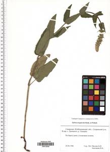 Salvia nemorosa subsp. pseudosylvestris (Stapf) Bornm., Eastern Europe, Middle Volga region (E8) (Russia)