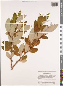 Salix bebbiana Sarg., Siberia, Russian Far East (S6) (Russia)