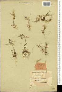Bromus tectorum L., Caucasus, Azerbaijan (K6) (Azerbaijan)