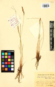 Carex erawinensis Korotky, Siberia, Baikal & Transbaikal region (S4) (Russia)