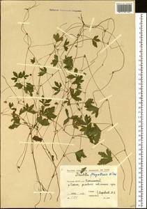 Potentilla flagellaris Willd. ex Schltdl., Siberia, Yakutia (S5) (Russia)