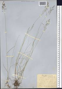 Poa glauca Vahl, Siberia, Yakutia (S5) (Russia)