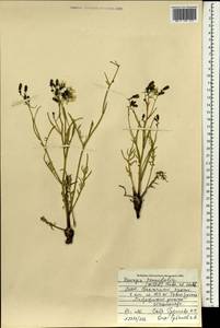 Crepidiastrum tenuifolium (Willd.) Sennikov, Mongolia (MONG) (Mongolia)