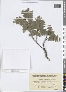 Quercus petraea (Matt.) Liebl., Crimea (KRYM) (Russia)