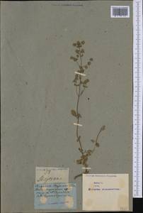 Origanum majorana L., Western Europe (EUR) (Not classified)