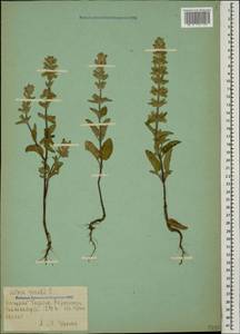 Salvia viridis L., Caucasus, Azerbaijan (K6) (Azerbaijan)