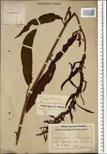 Rumex crispus L., Caucasus, Azerbaijan (K6) (Azerbaijan)