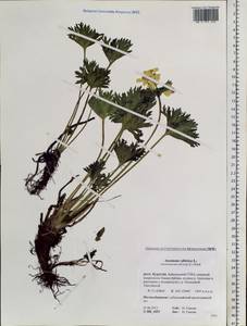 Anemonastrum narcissiflorum subsp. crinitum (Juz.) Raus, Siberia, Baikal & Transbaikal region (S4) (Russia)