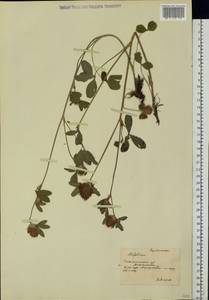 Trifolium pratense L., Eastern Europe, South Ukrainian region (E12) (Ukraine)