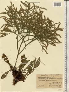 Goniolimon tataricum (L.) Boiss., Eastern Europe, North Ukrainian region (E11) (Ukraine)