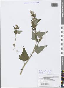 Atriplex sagittata Borkh., Eastern Europe, Middle Volga region (E8) (Russia)