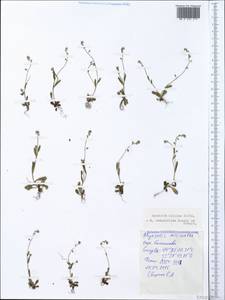 Myosotis ramosissima Rochel, Crimea (KRYM) (Russia)