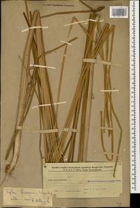 Typha laxmannii Lepech., Caucasus, Azerbaijan (K6) (Azerbaijan)