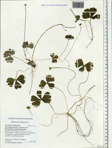 Coptidium lapponicum (L.) Á. Löve & D. Löve, Eastern Europe, Northern region (E1) (Russia)