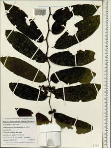 Rinorea macrophylla (Decne.) Kuntze, South Asia, South Asia (Asia outside ex-Soviet states and Mongolia) (ASIA) (Vietnam)