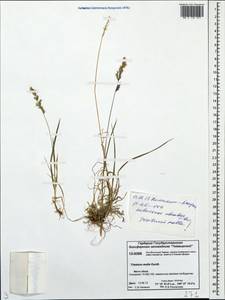 Koeleria spicata subsp. spicata, Siberia, Central Siberia (S3) (Russia)