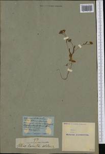 Valerianella locusta (L.) Laterr., Western Europe (EUR) (Not classified)