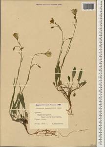 Campanula stevenii subsp. beauverdiana (Fomin) Rech.fil. & Schiman-Czeika, Caucasus, Armenia (K5) (Armenia)