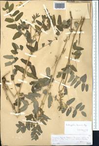 Astragalus lepsensis Bunge, Middle Asia, Northern & Central Tian Shan (M4) (Kazakhstan)