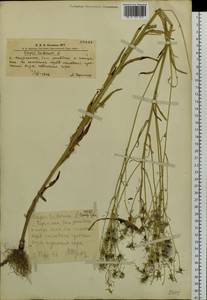 Crepis tectorum L., Siberia, Altai & Sayany Mountains (S2) (Russia)