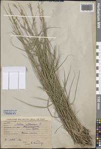 Melica altissima L., Middle Asia, Western Tian Shan & Karatau (M3) (Uzbekistan)