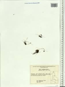 Micranthes nivalis (L.) Small, Siberia, Chukotka & Kamchatka (S7) (Russia)