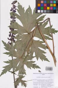 Aconitum septentrionale Koelle, Eastern Europe, Northern region (E1) (Russia)