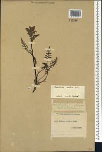 Pedicularis sudetica, Siberia, Yakutia (S5) (Russia)