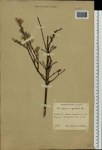 Salix lapponum × myrtilloides, Eastern Europe, Central region (E4) (Russia)