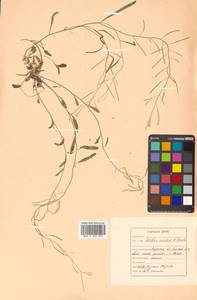 Arabidopsis lyrata subsp. petraea (L.) O'Kane & Al-Shehbaz, Siberia, Russian Far East (S6) (Russia)