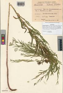 Galatella biflora (L.) Nees, Siberia, Altai & Sayany Mountains (S2) (Russia)