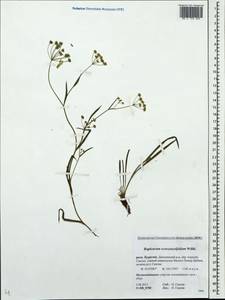 Bupleurum scorzonerifolium Willd., Siberia, Baikal & Transbaikal region (S4) (Russia)