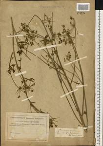 Xanthoselinum alsaticum (L.) Schur, Eastern Europe, Middle Volga region (E8) (Russia)