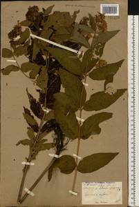 Lysimachia vulgaris L., Eastern Europe, North Ukrainian region (E11) (Ukraine)