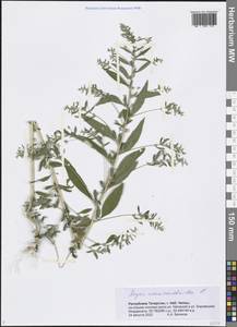 Axyris amaranthoides L., Eastern Europe, Middle Volga region (E8) (Russia)