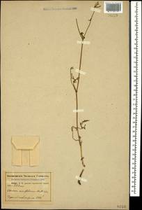 Carum meifolium (M. Bieb.) Boiss., Caucasus, Abkhazia (K4a) (Abkhazia)