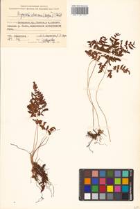 Gymnocarpium robertianum (Hoffm.) Newman, Siberia, Russian Far East (S6) (Russia)
